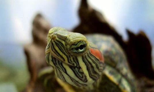 巴西龟冬眠需要喂食吗