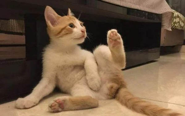 猫咪成天叫起来就叫是什么原因
