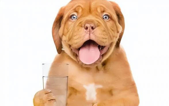 狗狗可以吃小儿止咳糖浆吗