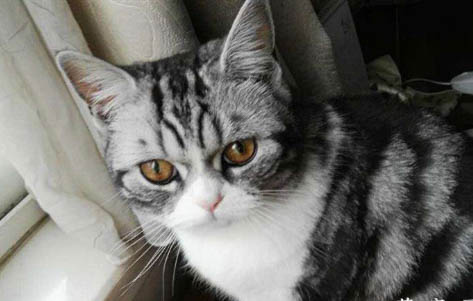 美短猫多少钱一只?