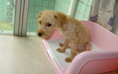小狗狗多久可以洗澡