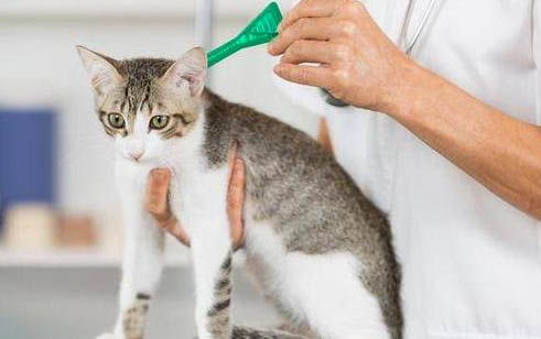 猫咪可以喝舒化奶粉吗?