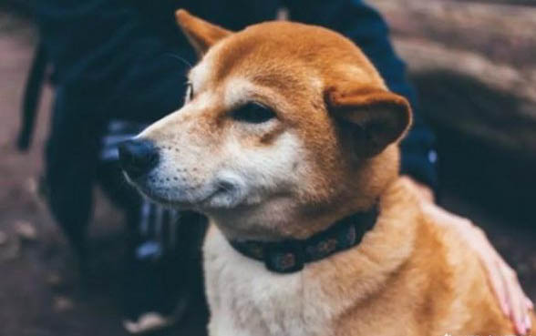 狗狗早上起来呕吐是怎么回事?