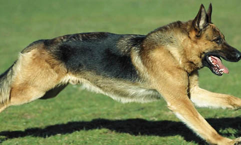 西安哪里有德牧犬舍