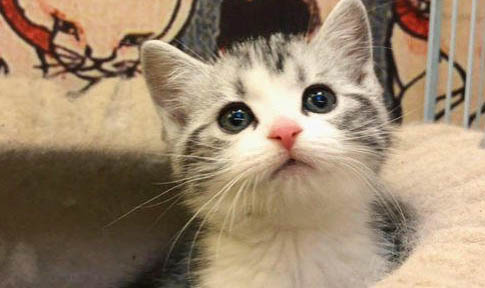 猫可以吃哪些蔬菜