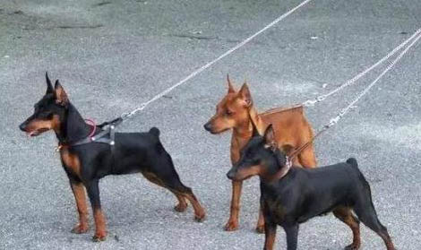 怎么看小鹿犬狗狗品相