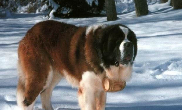 圣伯纳犬打嗝