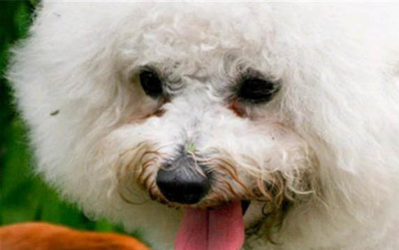 给狗狗换了狗粮，一直拉肚子怎么办