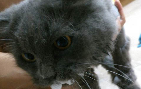 猫咪怀孕了应该注意些什么