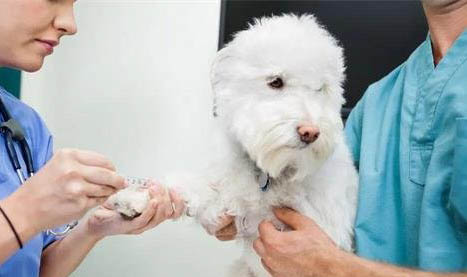 小狗怎么预防细小病毒？