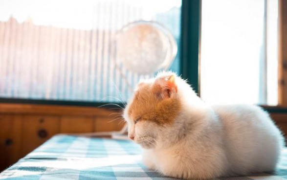 小猫打嗝一抽抽,你需要了解的三个原因及处理方法