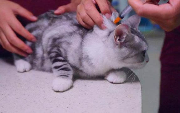 刚出生小猫身上有跳蚤怎么办用什么药