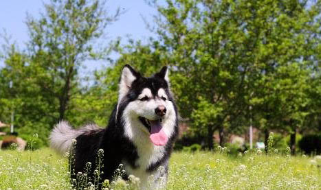 怎么鉴定狗狗有狂犬病六个标准