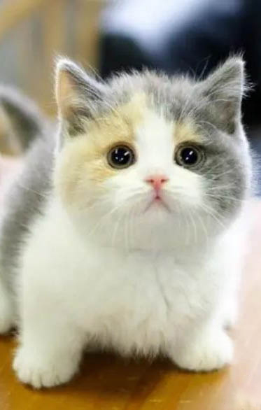矮脚猫基因缺陷?