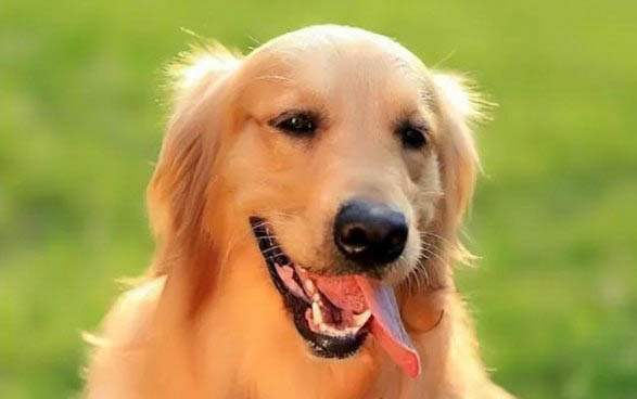 狗狗怀孕多久生狗狗怀胎几个月才生