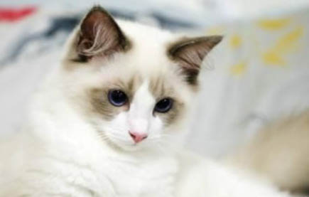 猫罐头从冰箱取出要多久才能吃