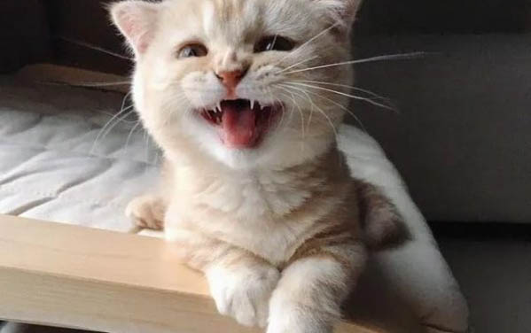 母猫叼着小猫来我家好吗