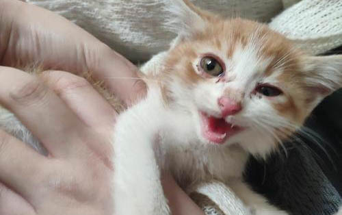 小猫后背很瘦小猫肚子很大是什么原因