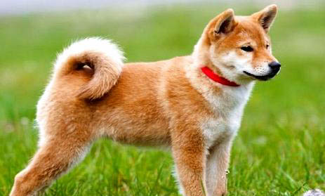 日本秋田犬价格多少钱一只