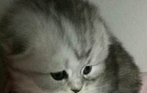 折耳猫半年不发病还会发病吗