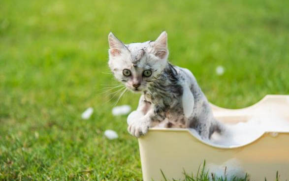 猫咪对视时的想法