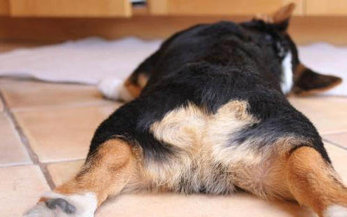 狗狗生产完多久可以洗澡