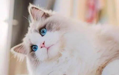 布偶猫和蓝白哪个好养