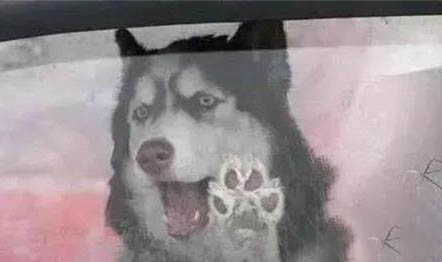 狗可以吃橙子吗?