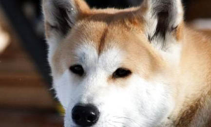 养秋田犬需要准备什么