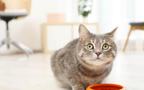 小猫拉血便怎么回事,小猫患上肠炎怎么治疗