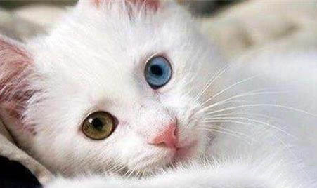 猫咪呕吐未消化的猫粮