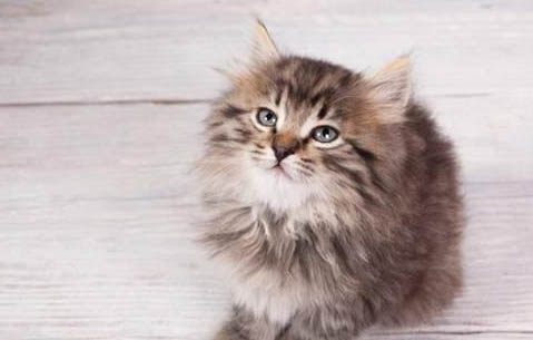 猫咪老是咬人是怎么回事