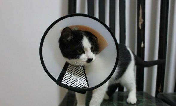 猫咪如何预防脂肪肝