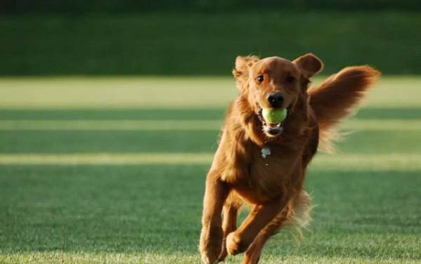 幼犬不拉屎该怎么办