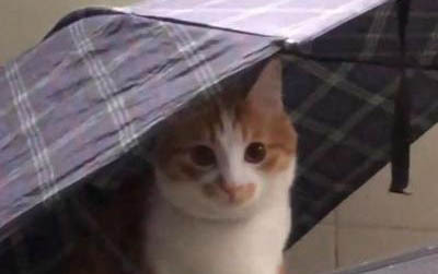 猫咪内眼角脱毛是怎么回事