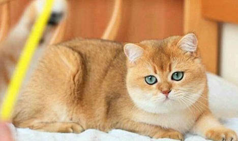 猫咪拉稀是啥原因导致的