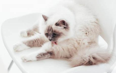 小猫多久不喝奶会饿死