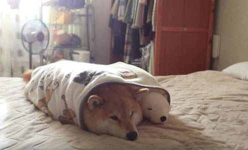 柴犬和秋田犬哪个好