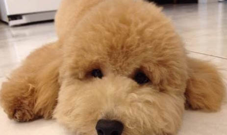 贵宾犬身体发抖的原因及处理方法