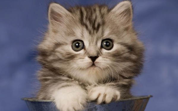 怎么让猫咪喜欢自己