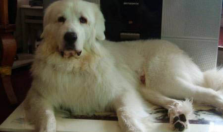 大白熊犬需要训练什么