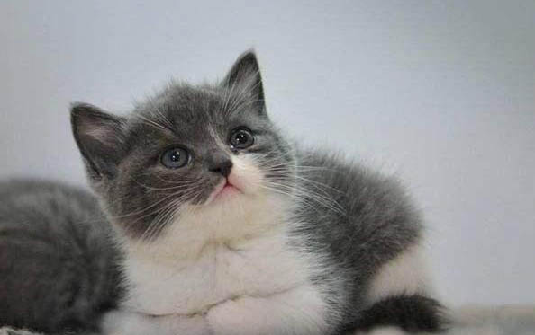 英短蓝猫不粘人是什么原因