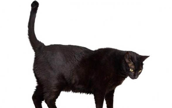 小猫到家正常几天吃东西？小猫可以喂什么食物？
