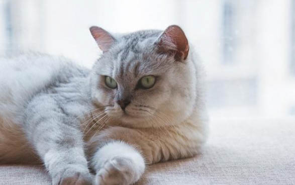 猫咪不吃饭怎么办才好