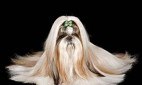 西施犬真菌感染的原因
