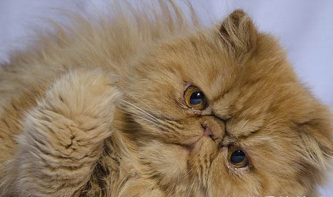 波斯猫如何喂养