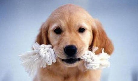 狗狗可以玩毛绒玩具吗