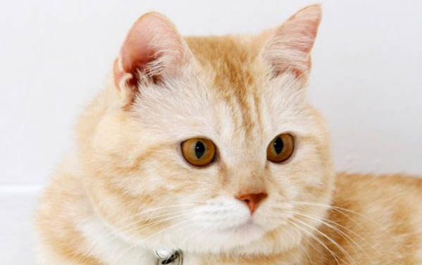猫咪得了胰腺炎后不容易饿的原因以及处理方法