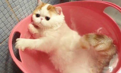 猫尿频尿急,如何处理?