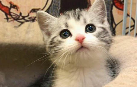 猫拉稀有炎症是什么原因